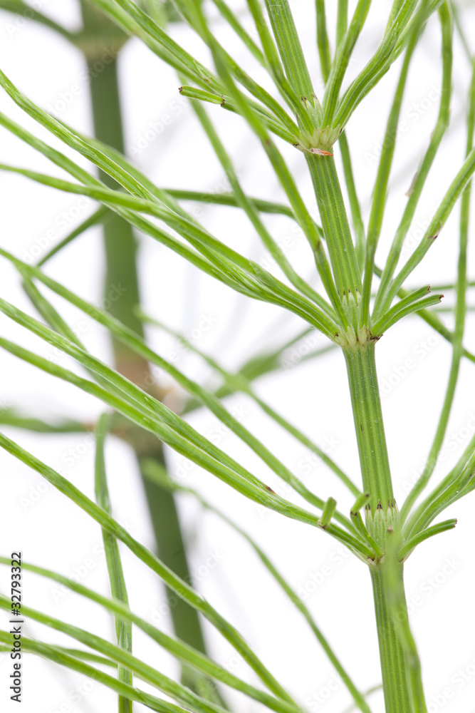 Obraz premium Acker-Schachtelhalm (Equisetum arvense) Nahaufnahme vom Stengel