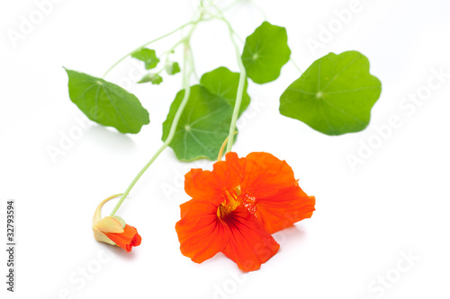 Kapuzinerkresse (Tropaeolum majus) liegend auf weißem Hintergru photo