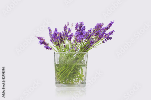 Fototapeta Naklejka Na Ścianę i Meble -  Lavanda su fondo bianco