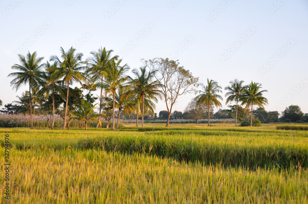 Rice field in Karnataka, India
