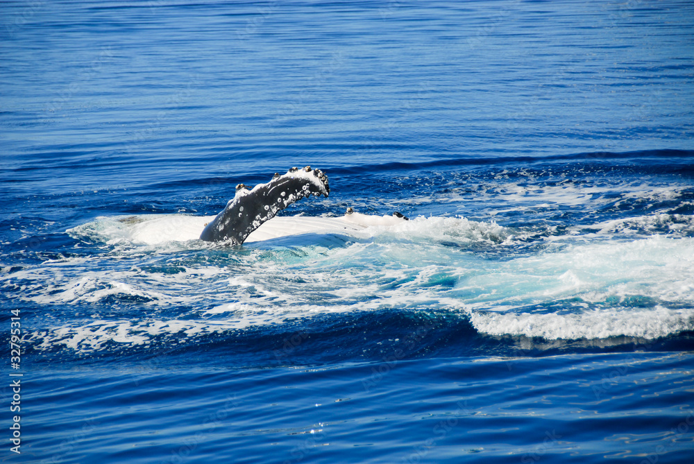 Naklejka premium Humpback Whale in Hervey bay, Queensland, Australia