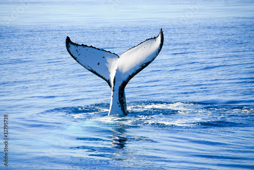 Humpback Whale in Hervey bay, Queensland, Australia photo