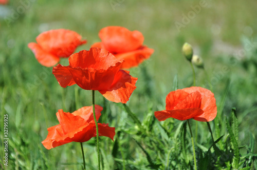 roter mohn