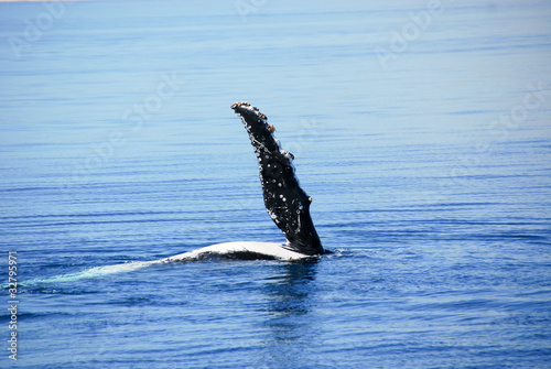 Humpback Whale in Hervey bay, Queensland, Australia © Noradoa
