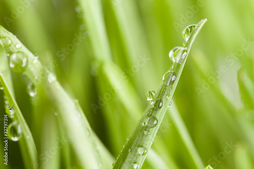 Spring green grass with water drops