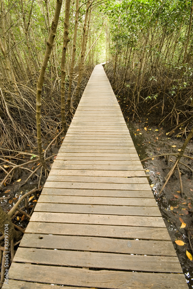 Bridge  into mangrove 1.