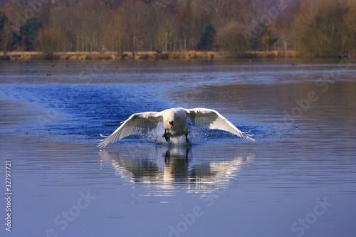 arrivée, amerrissage d'un grand cygne blanc sur un étang photo