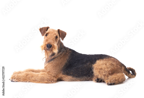Slika na platnu Airedale Terrier