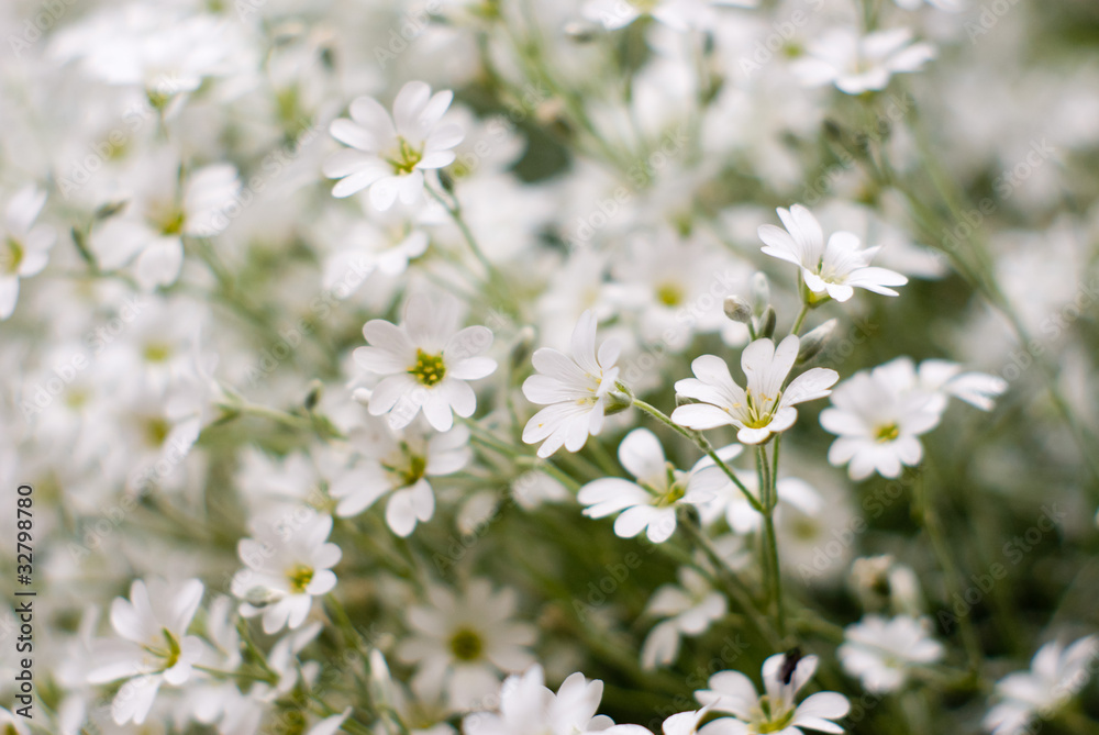 flowers flowers