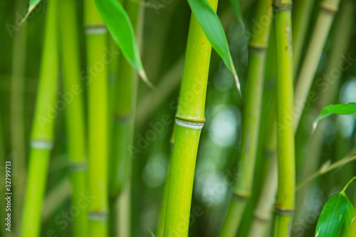 Fototapeta Naklejka Na Ścianę i Meble -  A bamboo grove.