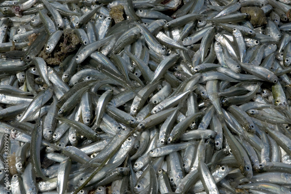 Sea Fishes. Sea Fishes.