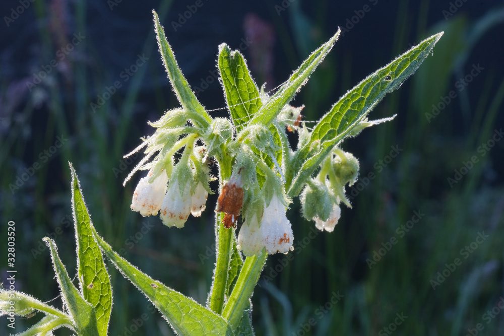 Comfrey (Symphytum officinale) Comfrey (Symphytum officinale)