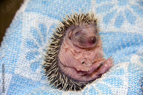 Baby Northern White-breasted Hedgehog (Erinaceus roumanicus