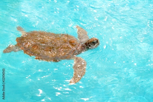 Green sea Turtle Chelonia mydas Caribbean