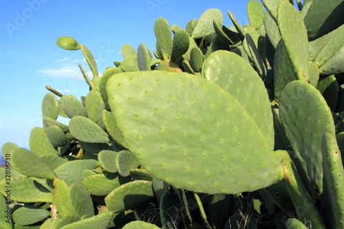 chumbera nopal cactus plant blue sky