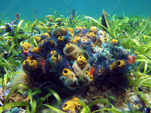 Underwater marine life colorful sponges with suenson brittle stars on the seabed, Caribbean sea, Panama #32807539