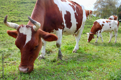 cows on a meadow
