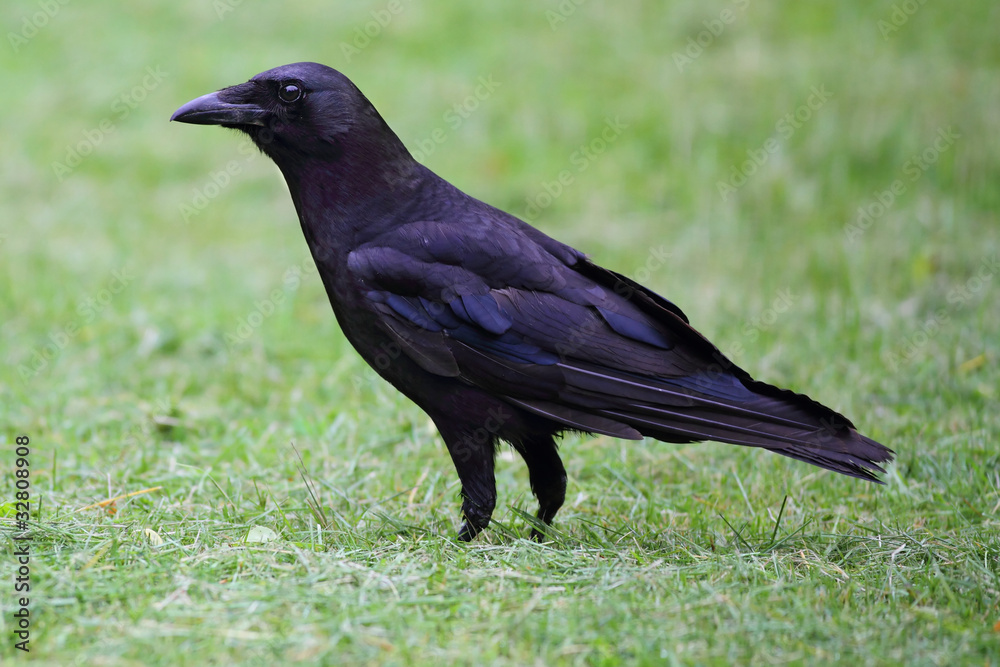American Crow (Corvus brachyrhynchos) American Crow (Corvus brachyrhynchos)