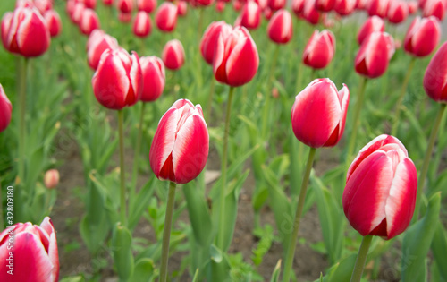Tulips red-white