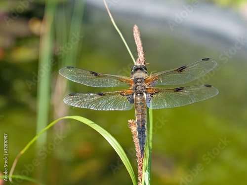 Libelle - Odonata © M. Schuppich