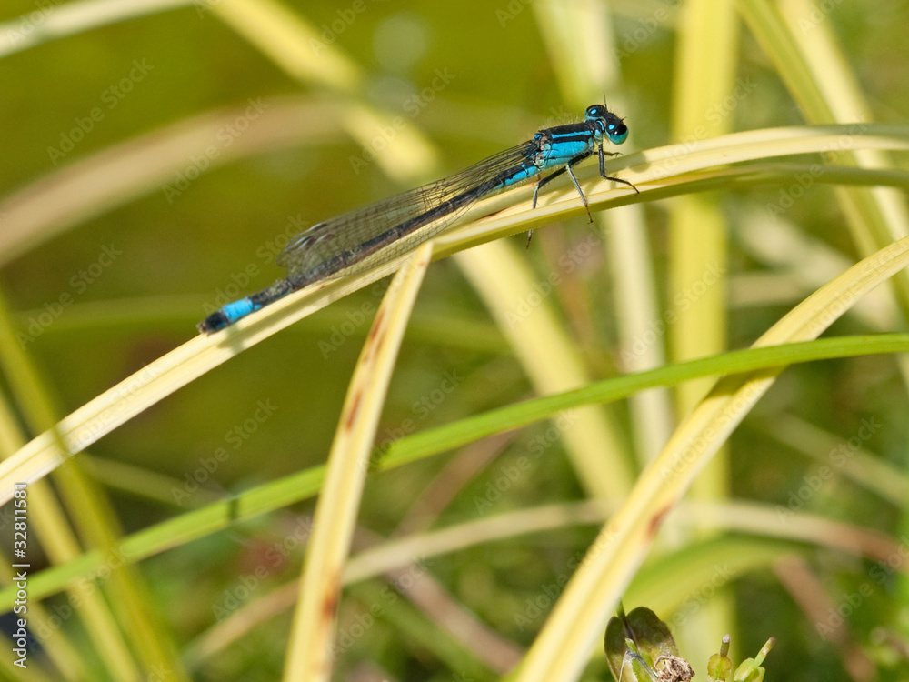 Große Pechlibelle - Ischnura elegans Große Pechlibelle - Ischnura elegans