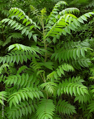 young sumac tree