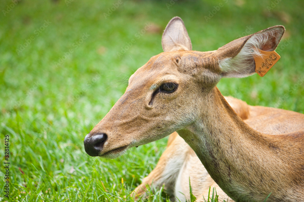 Beautiful deer on green grass