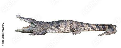Dangerous crocodile isolated on white background