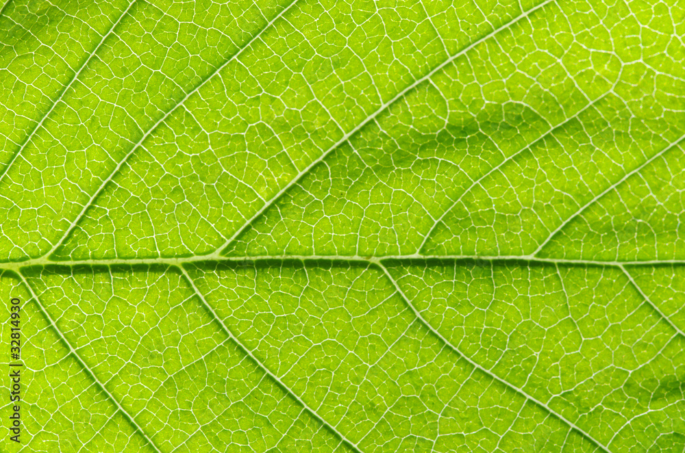 structure of leaf structure of leaf