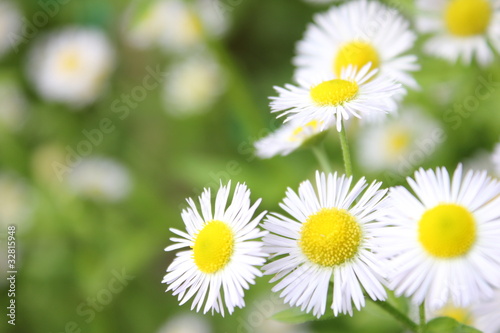 Fototapeta Naklejka Na Ścianę i Meble -  カモミールの花