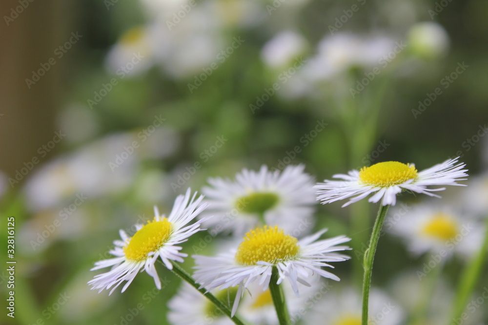カモミールの花 カモミールの花