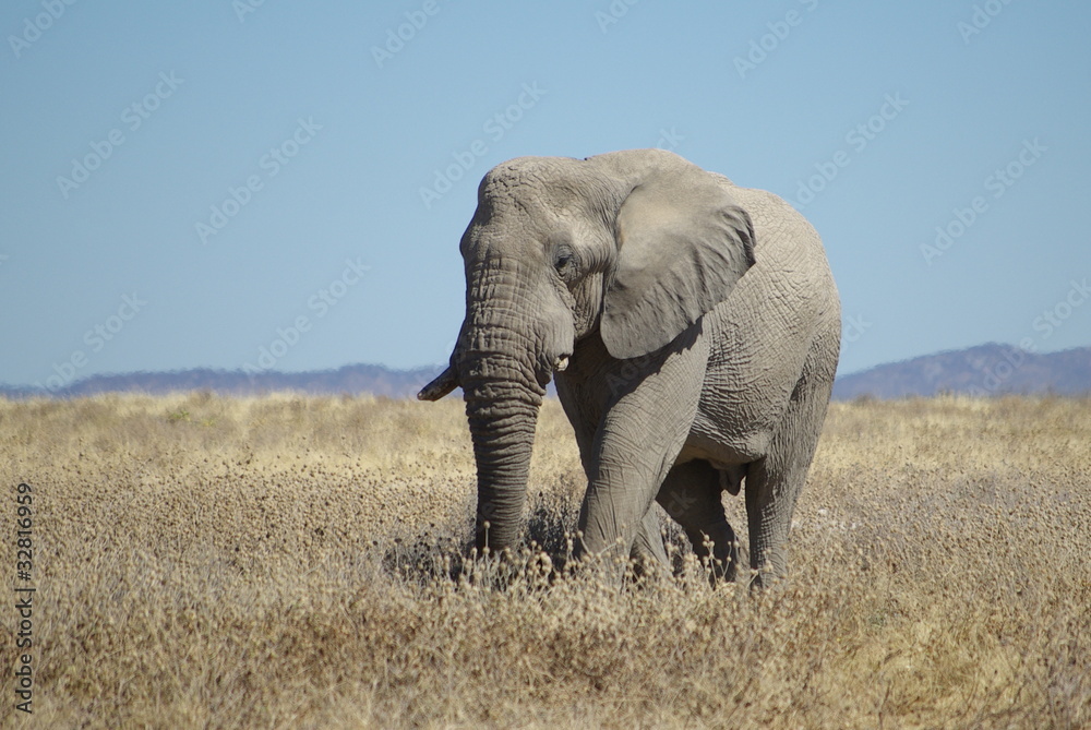 Elefant in der Weite