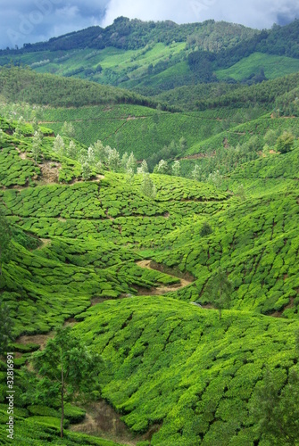 Teeplantage in den Bergen Indiens photo