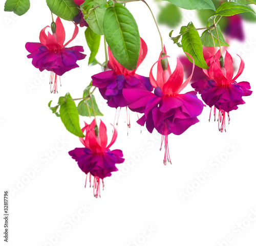 Slika na platnu Fuchsia flowers
