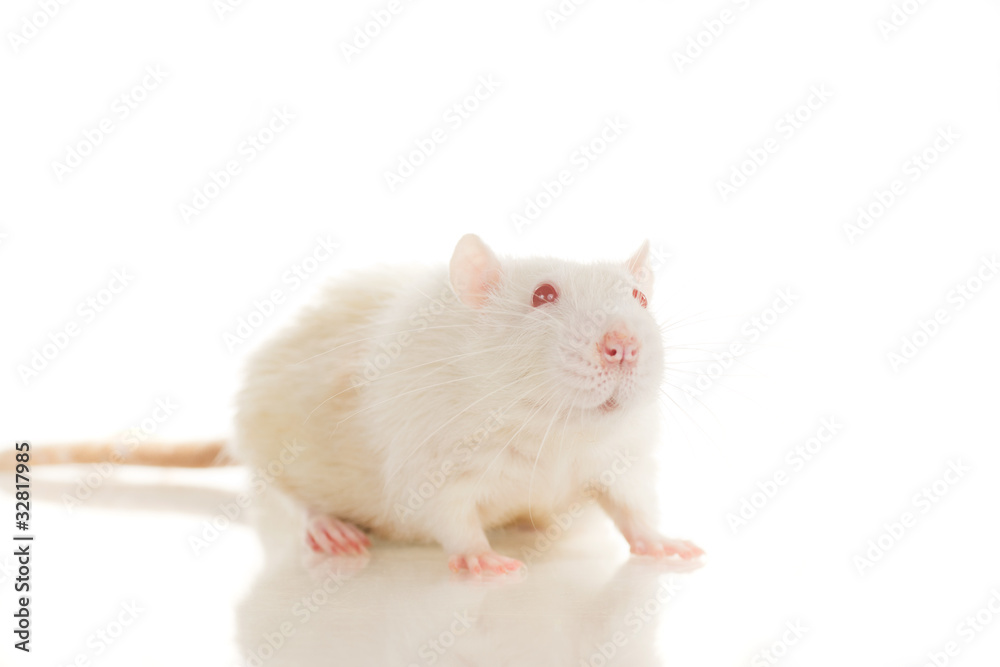 Cute white young home rat sit on white background Cute white young home rat sit on white background