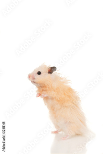 Cute yellow young home hamster stay on back paws on white backgr