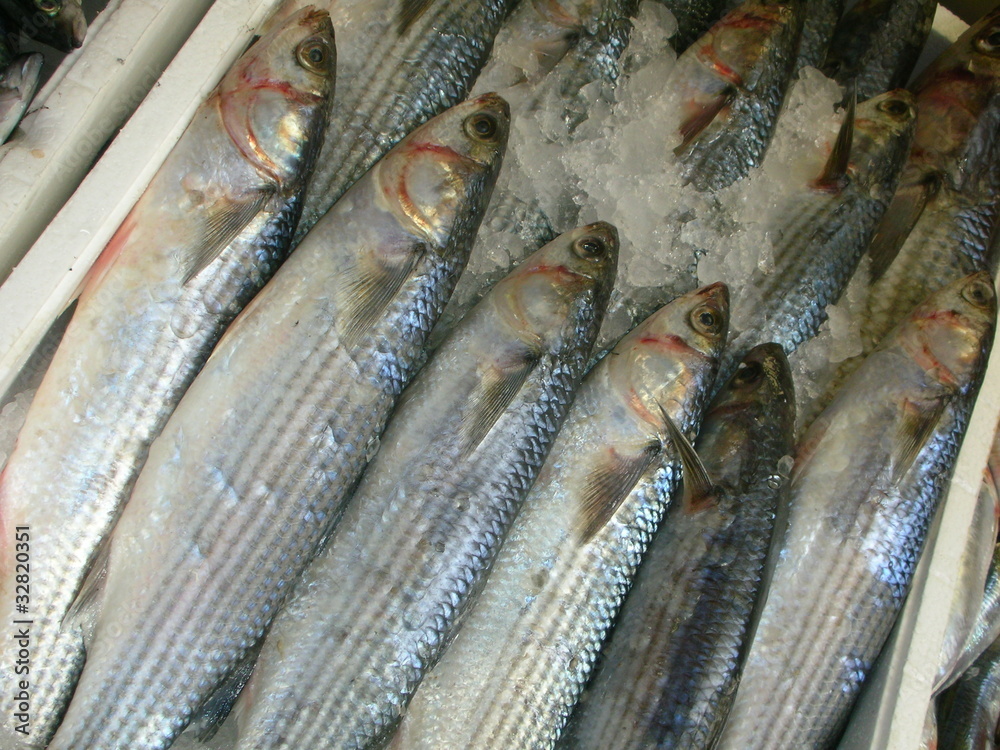 Fototapeta premium pesce azzurro