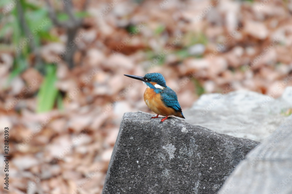 カワセミ カワセミ