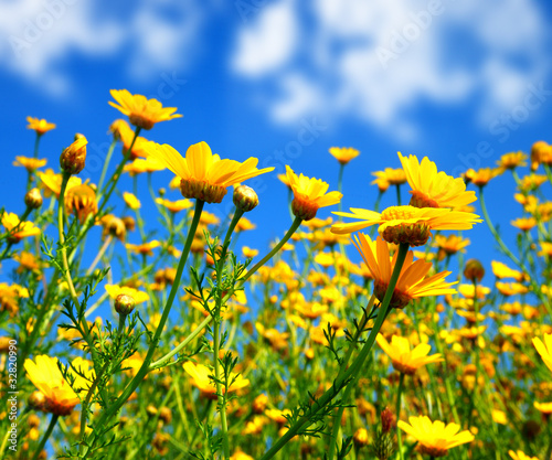 Fototapeta Naklejka Na Ścianę i Meble -  Spring field of yellow daisies