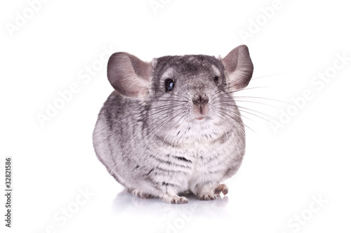 Young Chinchilla photo