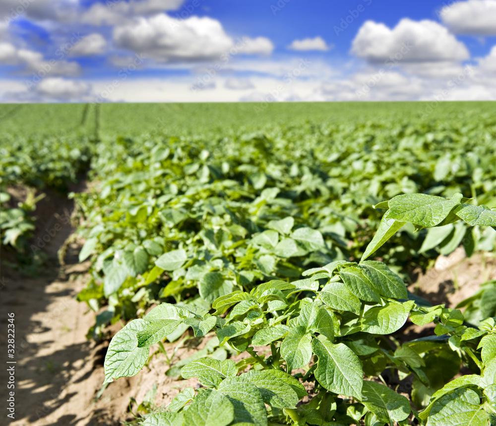 Potato field with clouds and sky Potato field with clouds and sky