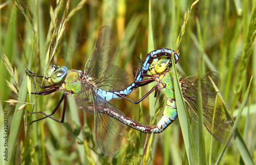 Dragonflies matting photo