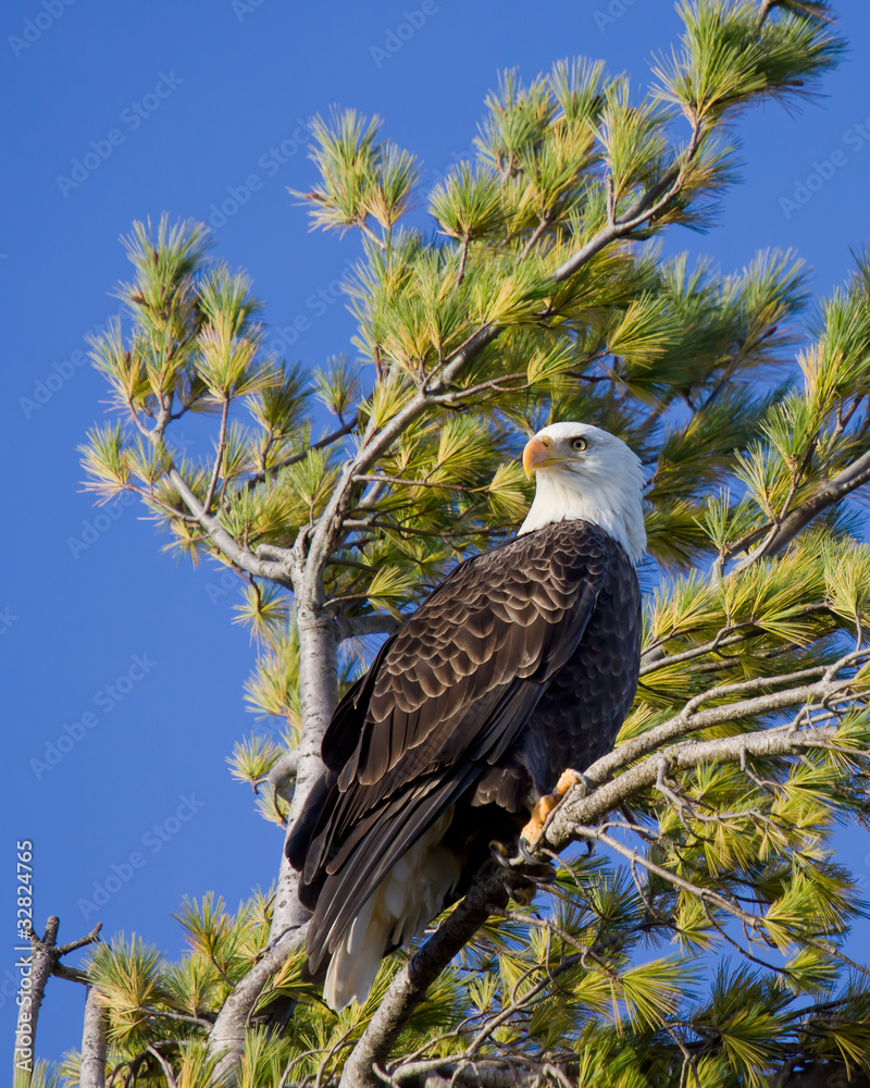 Fototapeta premium proud bald eagle scans the sky