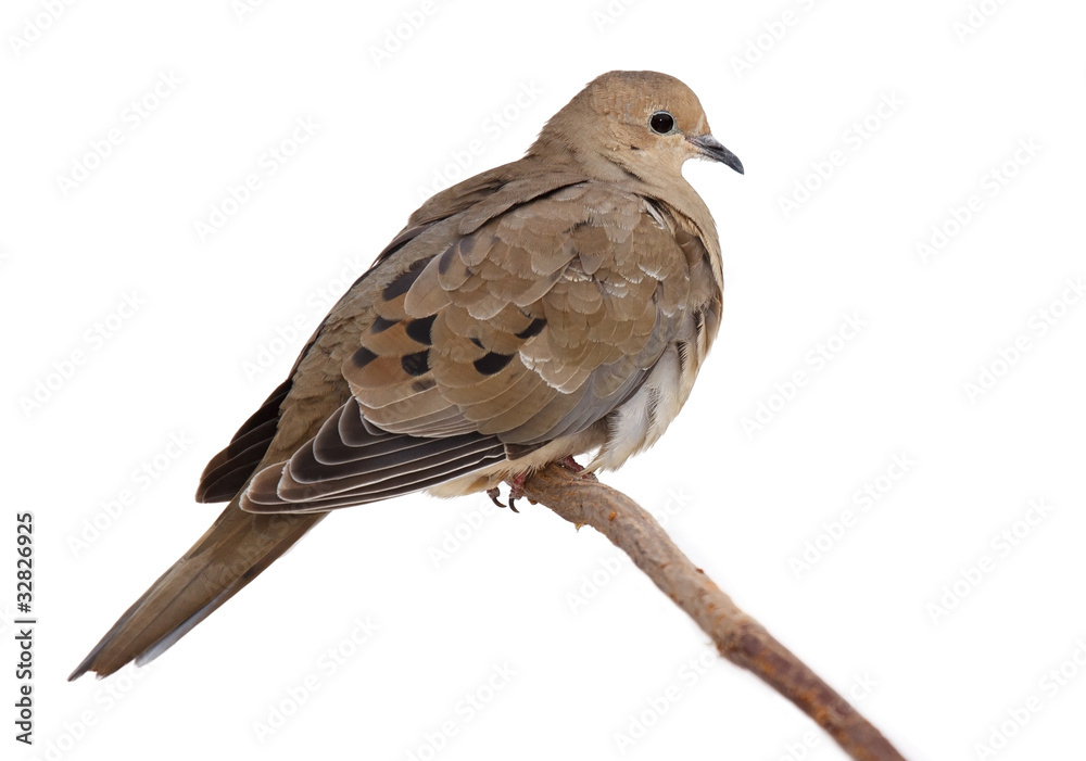 turtledove fluffs its feathers to keep warm turtledove fluffs its feathers to keep warm
