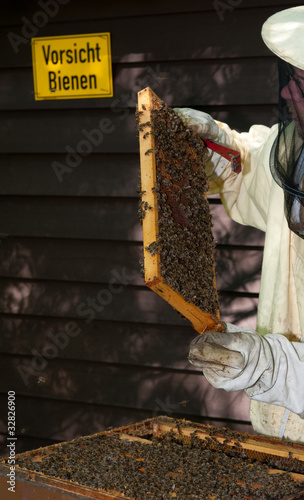 imker mit bienenvolk photo