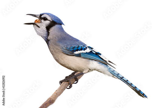 bluejay swallows a whole nut in one gulp