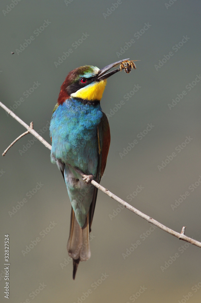 Fototapeta premium Bee-eater, Merops apiaster