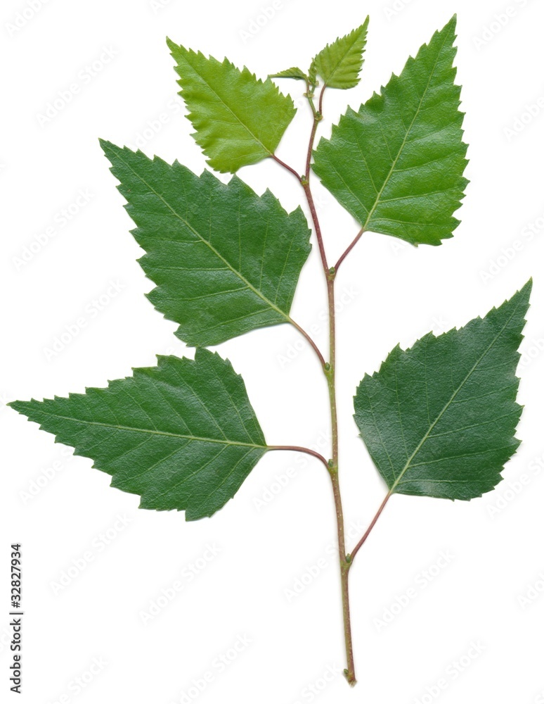 Obraz premium twig of birch tree and leaves