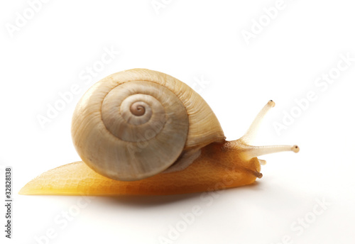 White Snail