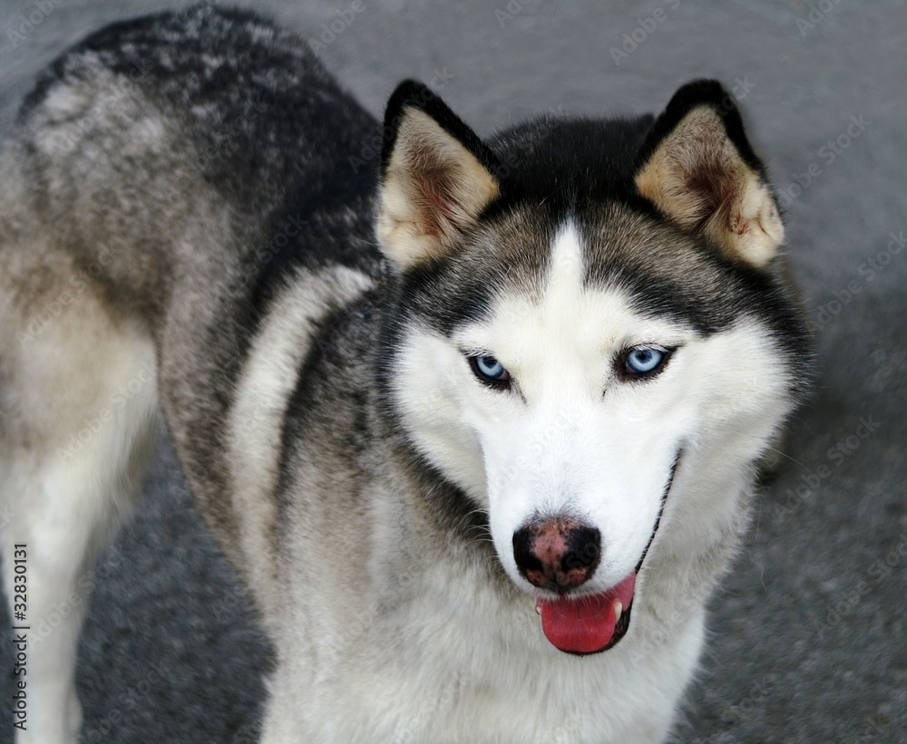 Alert Young Siberian Husky with Clear Blue Eyes